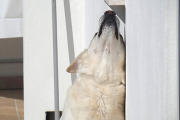 Cane © Steve Fossiant