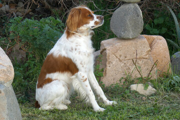 Spaniel breton