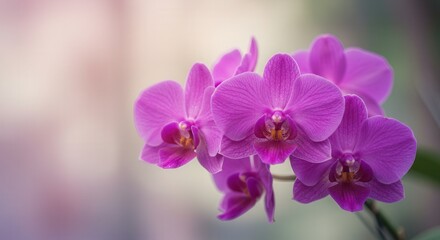 Obraz premium Blooming Purple Orchid Branch Close-up with Soft, Blurry Background Texture