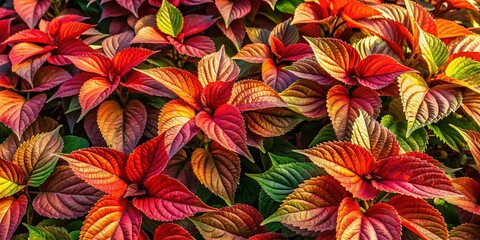 Fototapeta premium Aerial View of Vibrant Copperleaf Plants, Acalypha wilkesiana, Beefsteak Plant Foliage