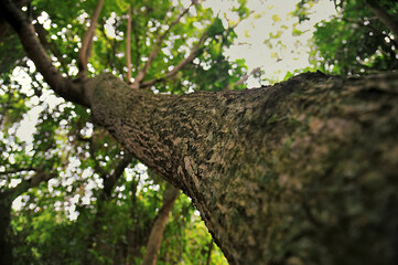 Tree seen from below with focus on the tree bark with shades of green and brown under a bright sky,...