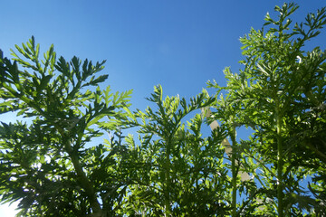 Natura