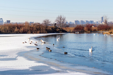 Ducks and swans on the frozen pond. Outdoors