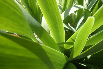 Natura