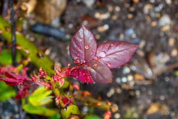 Hojas de rosal con gotas de agua tras la lluvia.