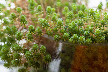 Macro photo of green succulent plants showcasing intricate textures