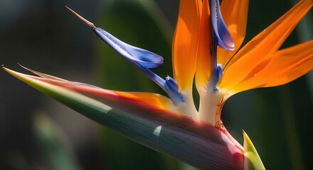 Bird of Paradise Flower Blooming with Vibrant Colors in Natural Light