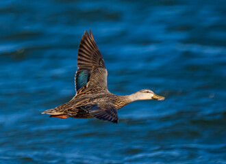Mottled Duck in flight