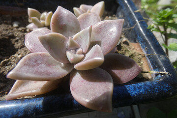 Natura