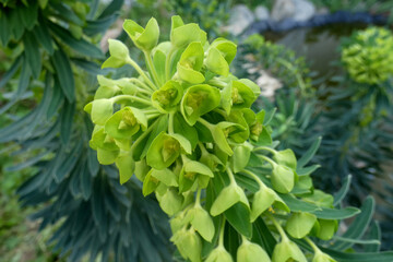 Natura