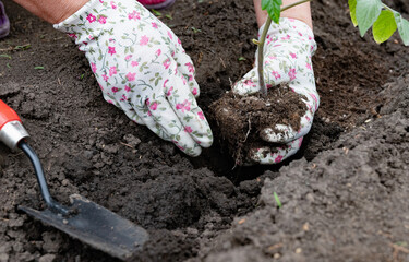 Gardening activity takes place as a person plants a young tomato seedling in rich soil during the spring season