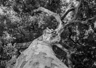 leafy tree