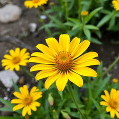 Obraz premium Yellow Gazania or Treasure flower in full bloom, Gazania rigens (aka: Gazania splendens)