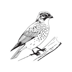 Bird Vector