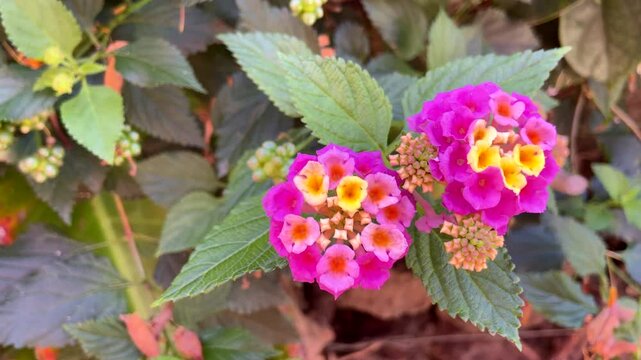 Lantana camara is a species of flowering plant native to the American tropics in the garden in Tenerife,
Canary Islands,Spain. Tickberry or Wild-sage pink yellow flowers close up, 4K 