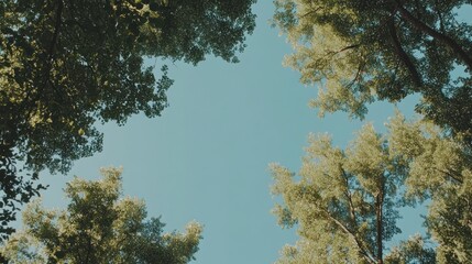 Obraz premium Forest Canopy Frame Sunlight Blue Sky