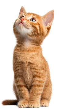 Ginger kitten sitting attentively, looking upward with bright eyes, resting on transparent backdrop for seamless image integration