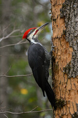 Pileated woodpecker on a tree in fall. Closeup
