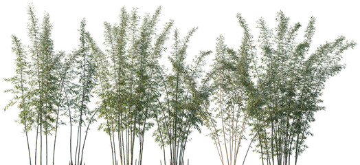Set of Phyllostachys bambusoides and Phyllostachys reticulata frontal isolated png on a transparent background perfectly cutout high resolution