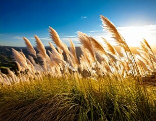 ススキ　風にゆれる