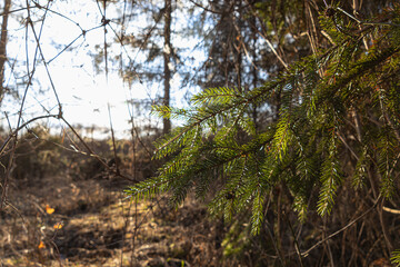 Sunbeams illuminate pine branches