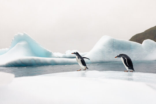 small group of gentoo penguins standing on an ice berg in a bay in South Georgia with ice bergs  in the backround 