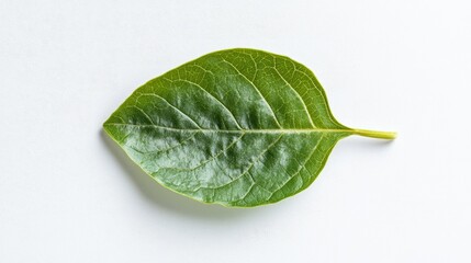 Obraz premium A minimalistic composition of a single leaf on a pure white background.