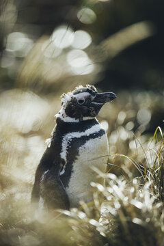 Magellan penguin in lush green hills on the Falkland Islands on a sunny day