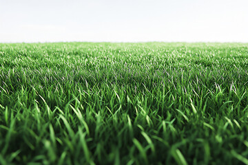 Obraz premium a large grassy field with a white background,