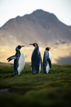 A small group of king penguins standing in a river bed with lush hills in the backround in South Georgia