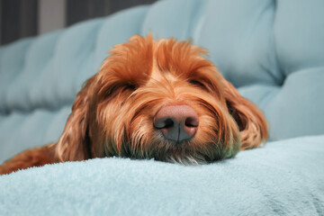 Relaxed dog sleeping with head on sofa arm. Focus on nose. Cute fluffy puppy dog feeling safe or...