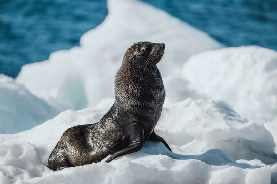 Furr seal on a chunk of Ice in Antartica with ice bergs and the sea in the backround 