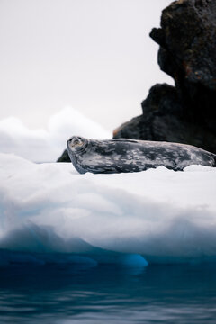 Weddell seal on a chunk of Ice in Antarctica with rocks in the backround 