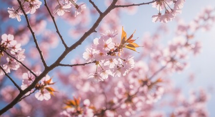 Blooming Cherry Tree Branch with Pink Flowers Against Soft Blue Sky