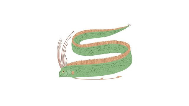 Oarfish Green Blue Color Long Fish in the Sea Animation 