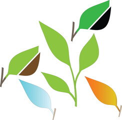 a nice leaf green photo or image