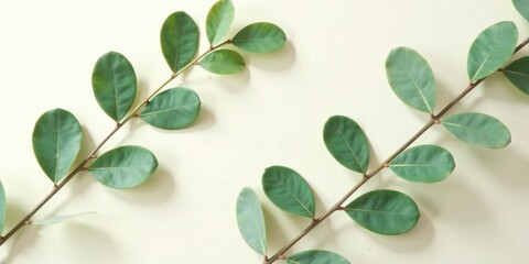 Obraz premium Serene arrangement of verdant leaves on a pale background, showcasing the delicate beauty of nature's simple elegance.