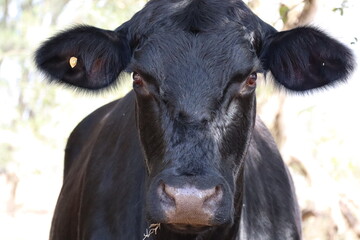 Mad Cow