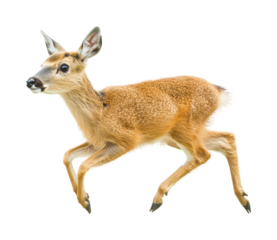Deer running in nature wildlife isolated on transparent background png