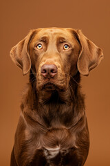 Chesapeake Bay Retriever dog on minimalistic colorful background with Copy Space. Perfect for banners, veterinary ads, pet food promotions, and minimalist designs.