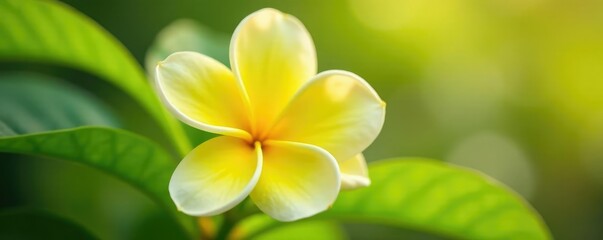 Fototapeta premium Yellow ixora flower with delicate white petals, flower, closeup, nature
