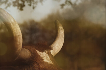 Dreamy blur over Texas longhorn cow horns closeup on farm.