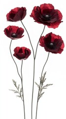 Obraz premium Elegant arrangement of dark red poppy flowers on pristine white backdrop creating a captivating floral composition for stock photography