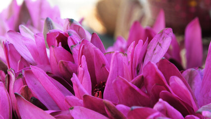 Closeup of lotus flower displayed in a flower shop