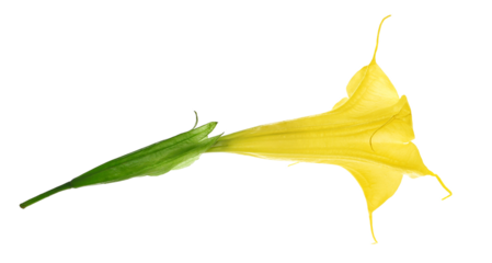 Brugmansia, Angel's trumpet or devil's trumpets, yellow flower isolated on white, clipping path