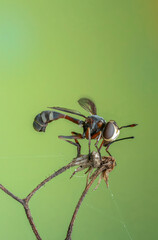 Close up and detailed fly waisted Beegrabber (Physocephala rufipes)