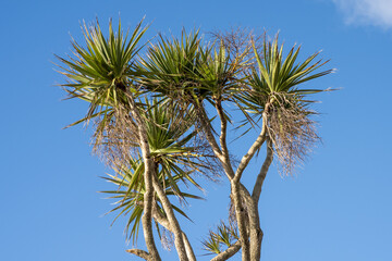 Cabbage palm tree against a blue sky