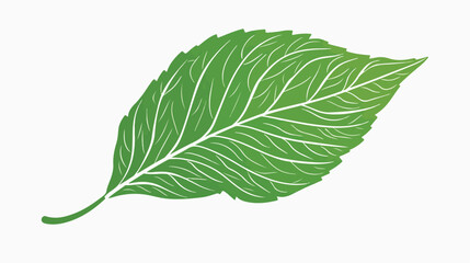 Fototapeta premium Intricate Vector Silhouette Design of Green Leaf with Detailed Ramifications