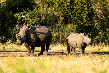 A mother White Rhinoceros and her calf in the lush, bushveld of the southern Kruger national park...