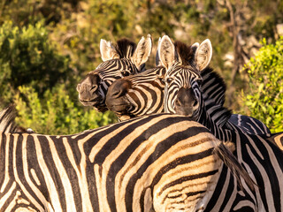 Fototapeta premium Three zebras (Equus burchelli) looking over the back of another zebra